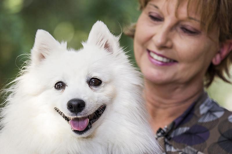 Cora Fortin’s dog, Kiska, nearly died of heart failure after eating a kissing bug infected with the Chagas disease parasite. Today, a pacemaker implanted under Kiska’s soft fur keeps the little dog’s heart beating. (Smiley N. Pool/Staff Photographer)