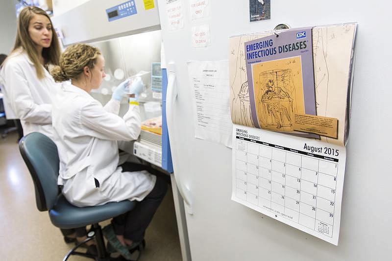 Ph.D. student Carolyn Hodo conducts a test on a kissing bug while working with Dr. Sarah Hamer at Texas A&M University’s College of Veterinary Medicine. (Smiley N. Pool/Staff Photographer)