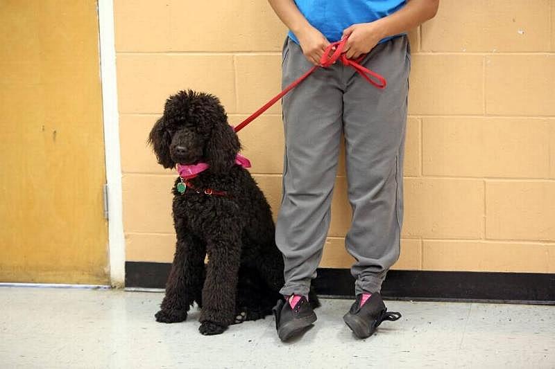 Hillsborough Girls Academy is a high- and maximum-risk program for girls and young women. Rex, a standard poodle puppy, is part of a training program. Emily Michot