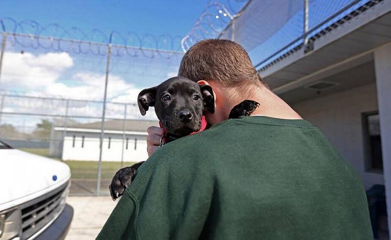 The Palm Beach Youth Academy in West Palm Beach offers a dog-training program as one of its educational opportunities. In this photo, a detained youth hugs one of the academy’s puppies. Emily Michot 
