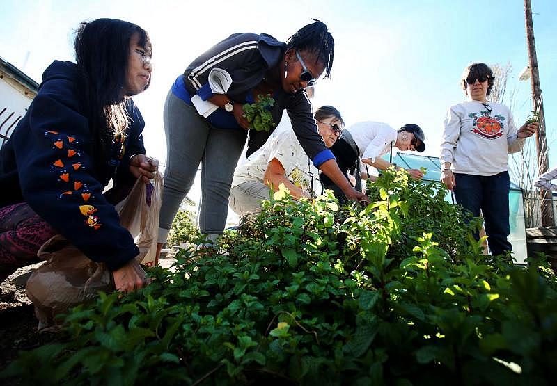 De Jabbaj, center, plucks a bit of spearmint at the Garden Kitchen at 2205 S. Fourth Ave. The garden is part of an ongoing effort to boost food security in South Tucson.  