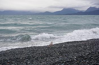 A bird stands on the beach