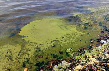 A bright-green cyanobacteria bloom in Kotzebue 