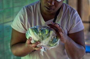 Person holding a green vegetable 