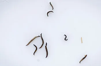 Preserved drain fly larvae 