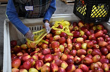 Large bin of apples