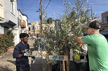 Volunteers prune an olive tree