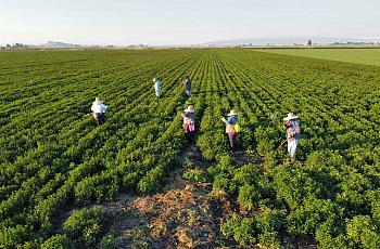 Field with people standing in it