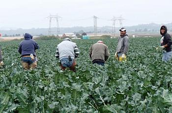 Workers harvest cauliflower in California's Salinas Valley.