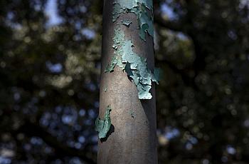 Lead paint peels off a pole