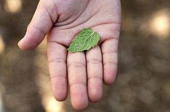 A hand holds a small green leaf outdoors.