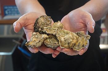 Oyster