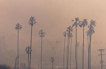 Smoke and trees
