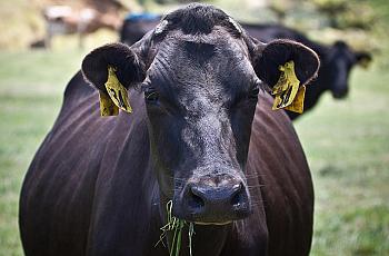 Dairy cows produce milk, and lots of manure.