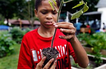 Emmanuel Johnson, 12, prepares the roots of a tomato plant at the "We Got This” urban garden in July. Emmanuel helped plant a do