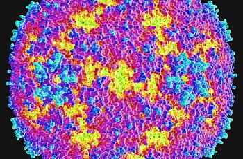 An image of an enterovirus.