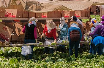 Farmworkers pick lettuce in Central California.