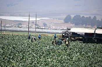Agricultural workers in Santa Barbara County. 