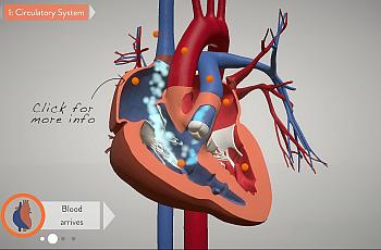 A graphic from a new interactive visualization of the heart.