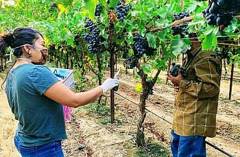 Oralia Maceda talks with a Mixtec farmworker and informs him about COVID-19 protection during a visit last year to a vineyard in