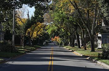 A lush canopy of trees on South Goodman Street in Rochester, New York.