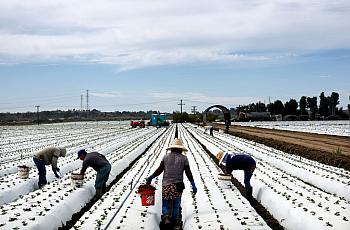 Farmworkers labor in a strawberry field amid near Ventura, California.