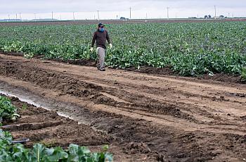 A field worker walks past a field of broccoli in Salinas as he takes a restroom break on April 8, 2020.