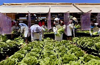 Farmworkers, separated by vinyl curtains to stop the spread of COVID-19, harvest romaine hearts in May 2020, in Chualar, Calif.