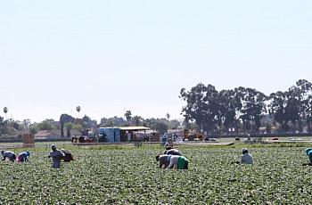 Photo of Oxnard fieldworkers by Rosa Ramirez.