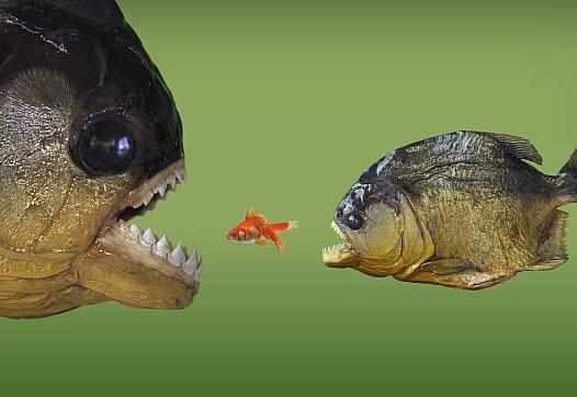 Two piranhas eating a small fish