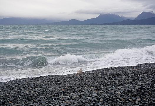 A bird stands on the beach