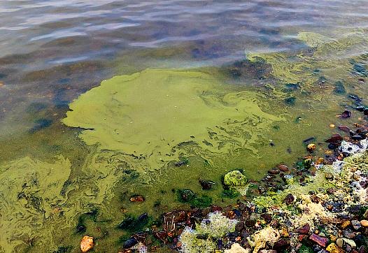 A bright-green cyanobacteria bloom in Kotzebue 