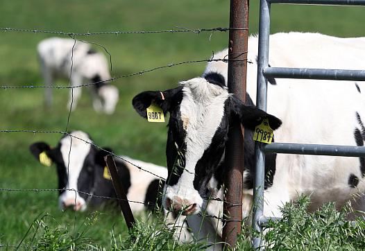 Cows graze in a field at a dairy farm in Petaluma, California.