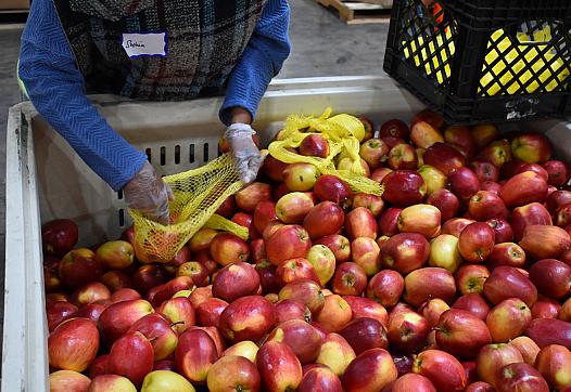 Large bin of apples