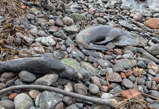 Two dead seals
