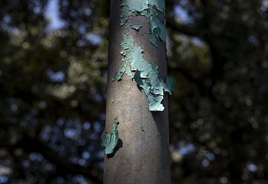 Lead paint peels off a pole