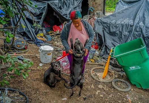 Image of a person with a dogs, tents in the background