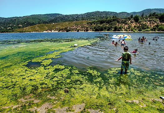 Children play in water infested with blue-green algae at Silverwood Lake in San Bernardino County.