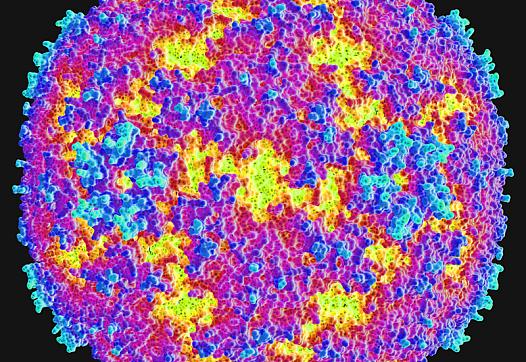 An image of an enterovirus.