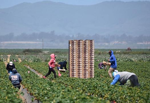 Workers pick strawberries in a field west of Santa Maria in April 2020.