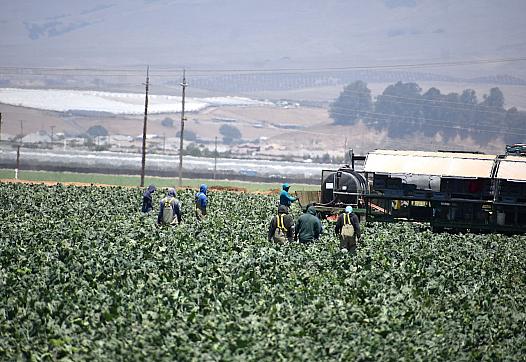 Agricultural workers in Santa Barbara County. 