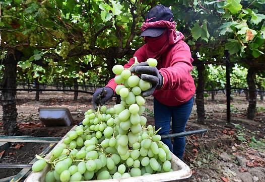 A farmworker picks grapes during the October harvest in the Kern County town of Lamont, California.