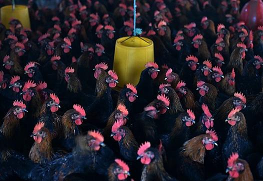 (Photo: STR/AFP/Getty Images)