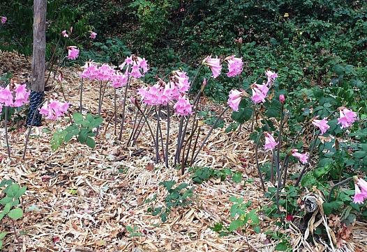 (Photo: "Naked ladies" at proposed Roseland Creek Park in Roseland. Among the subjects we'll be covering in our Roseland health 