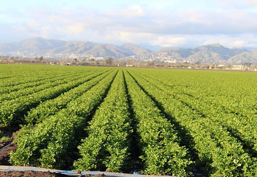 Agricultural field