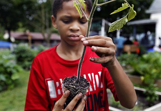 Emmanuel Johnson, 12, readies a vegetable for planting at Milwaukee's "We Got This" summer garden program.