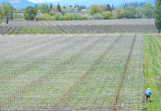 A worker in a Napa Valley vineyard.