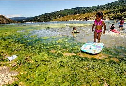 Children play in water infested with blue-green algae