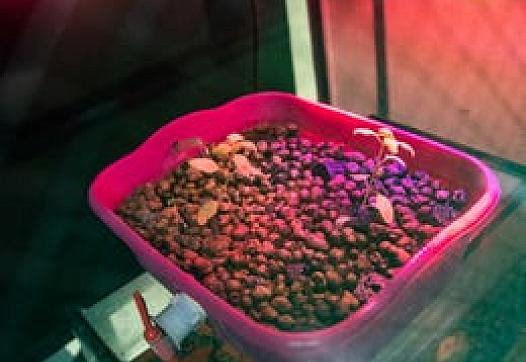 These Louisville 'Aquapunx' want to be the future of farming
