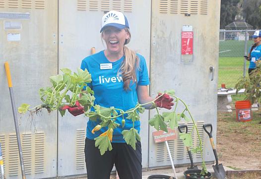 Ali Steward, Beach Cities Health District’s director of Youth Services, cleans up a school garden during BCHD’s Volunteer Day.